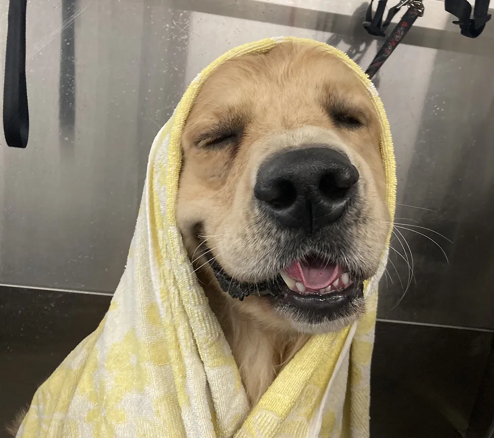 Dog enjoying a bath during a grooming appointment